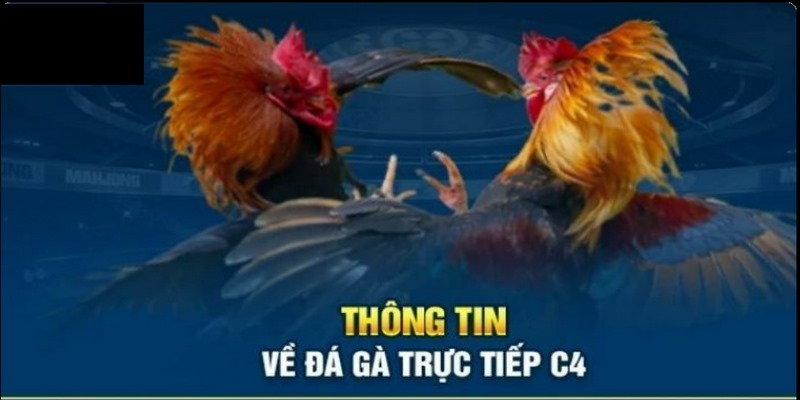 Đá gà trực tiếp C4 là nơi quy tụ những chiến kê tài giỏi