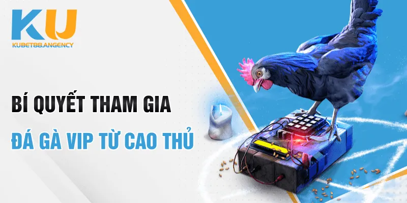 Bí Quyết Cá Cược Đá Gà VIP Từ Các Cao Thủ